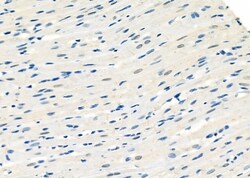 Invitrogen MAGOH Polyclonal Antibody 100 &mu;L | Buy Online | Invitrogen&trade; | Fisher Scientific