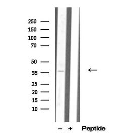 Invitrogen MDH1 Polyclonal Antibody 100 &mu;L; Unconjugated:Antibodies,