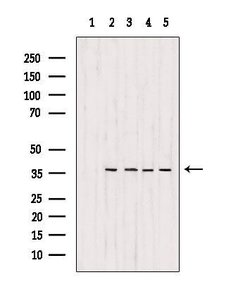 Invitrogen MDH1 Polyclonal Antibody 100 &mu;L; Unconjugated:Antibodies,