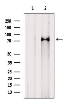 Invitrogen MEPCE Polyclonal Antibody 100 &mu;L; Unconjugated:Antibodies,