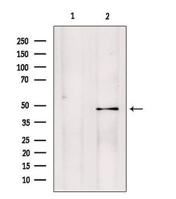 Invitrogen PMPCB Polyclonal Antibody 100 &mu;L; Unconjugated:Antibodies,