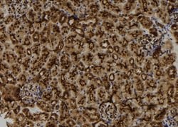 Invitrogen MGRN1 Polyclonal Antibody 100 &mu;L; Unconjugated:Antibodies,