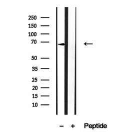 Invitrogen MGRN1 Polyclonal Antibody 100 &mu;L; Unconjugated:Antibodies,