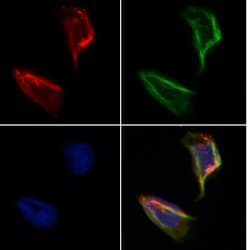 Invitrogen SEC24A Polyclonal Antibody 100 &mu;L; Unconjugated:Antibodies,