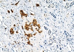 Invitrogen SEC24A Polyclonal Antibody 100 &mu;L; Unconjugated:Antibodies,