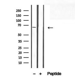 Invitrogen SEC24A Polyclonal Antibody 100 &mu;L; Unconjugated:Antibodies,
