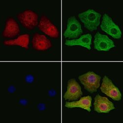 Invitrogen SMOX Polyclonal Antibody 100 &mu;L; Unconjugated:Antibodies,