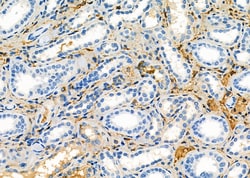 Invitrogen SMOX Polyclonal Antibody 100 &mu;L; Unconjugated:Antibodies,