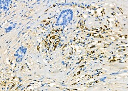 Invitrogen SMOX Polyclonal Antibody 100 &mu;L; Unconjugated:Antibodies,