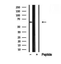 Invitrogen SMOX Polyclonal Antibody 100 &mu;L; Unconjugated:Antibodies,