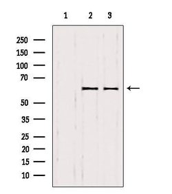 Invitrogen SMOX Polyclonal Antibody 100 &mu;L; Unconjugated:Antibodies,