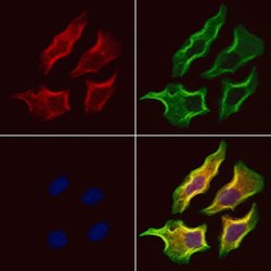 Invitrogen Syndecan 3 Polyclonal Antibody 100 &mu;L; Unconjugated:Antibodies,
