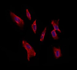 Invitrogen Syndecan 3 Polyclonal Antibody 100 &mu;L; Unconjugated:Antibodies,