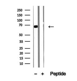 Invitrogen Syndecan 3 Polyclonal Antibody 100 &mu;L; Unconjugated:Antibodies,