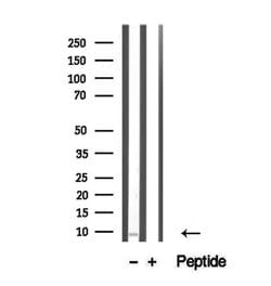 Invitrogen TNP1 Polyclonal Antibody 100 &mu;L; Unconjugated:Antibodies,