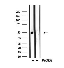 Invitrogen AZIN1 Polyclonal Antibody 100 &mu;L; Unconjugated:Antibodies,