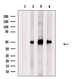 Invitrogen AZIN1 Polyclonal Antibody 100 &mu;L; Unconjugated:Antibodies,