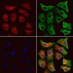 Invitrogen D4-GDI Polyclonal Antibody 100 &mu;L; Unconjugated:Antibodies,