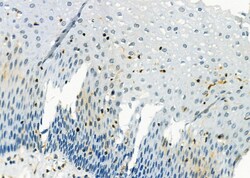 Invitrogen D4-GDI Polyclonal Antibody 100 &mu;L; Unconjugated:Antibodies,