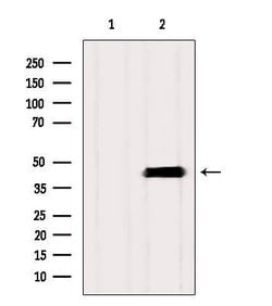 Invitrogen SLC10A2 Polyclonal Antibody 100 &mu;L; Unconjugated:Antibodies,