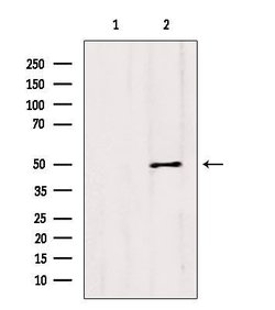 Invitrogen CCBL1 Polyclonal Antibody 100 &mu;L; Unconjugated:Antibodies,