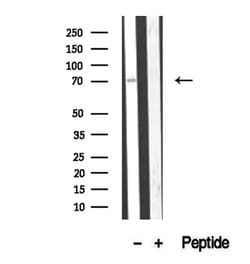 Invitrogen CCDC93 Polyclonal Antibody 100 &mu;L; Unconjugated:Antibodies,
