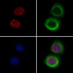 Invitrogen CNOT10 Polyclonal Antibody 100 &mu;L; Unconjugated:Antibodies,