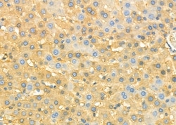 Invitrogen CNPY2 Polyclonal Antibody 100 &mu;L; Unconjugated:Antibodies,