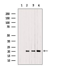 Invitrogen CNPY2 Polyclonal Antibody 100 &mu;L; Unconjugated:Antibodies,