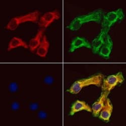 Invitrogen CRLS1 Polyclonal Antibody 100 &mu;L; Unconjugated:Antibodies,