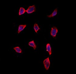 Invitrogen CRLS1 Polyclonal Antibody 100 &mu;L; Unconjugated:Antibodies,