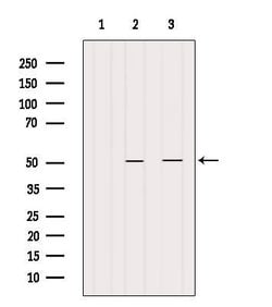 Invitrogen CRLS1 Polyclonal Antibody 100 &mu;L; Unconjugated:Antibodies,