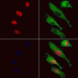 Invitrogen DOM3Z Polyclonal Antibody 100 &mu;L; Unconjugated:Antibodies,