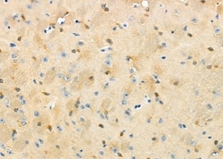 Invitrogen DOM3Z Polyclonal Antibody 100 &mu;L; Unconjugated:Antibodies,