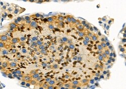 Invitrogen DOM3Z Polyclonal Antibody 100 &mu;L; Unconjugated:Antibodies,
