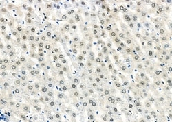 Invitrogen DOM3Z Polyclonal Antibody 100 &mu;L; Unconjugated:Antibodies,