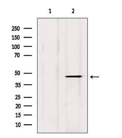 Invitrogen DOM3Z Polyclonal Antibody 100 &mu;L; Unconjugated:Antibodies,