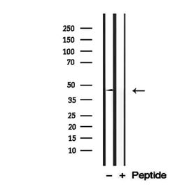 Invitrogen DOM3Z Polyclonal Antibody 100 &mu;L; Unconjugated:Antibodies,