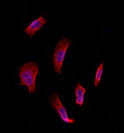 Invitrogen ETFDH Polyclonal Antibody 100 &mu;L; Unconjugated:Antibodies,
