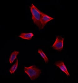 Invitrogen FBXO22 Polyclonal Antibody 100 &mu;L; Unconjugated:Antibodies,