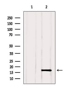 GMFG Polyclonal Antibody, Invitrogen 100 &mu;L; Unconjugated:Antibodies,