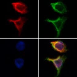 Invitrogen GPD2 Polyclonal Antibody 100 &mu;L; Unconjugated:Antibodies,