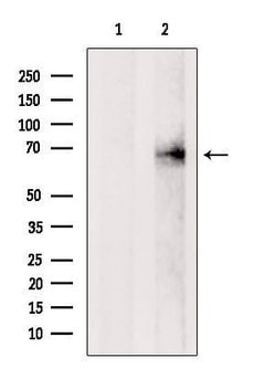 Invitrogen GPD2 Polyclonal Antibody 100 &mu;L; Unconjugated:Antibodies,