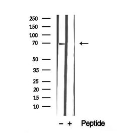 Invitrogen GPD2 Polyclonal Antibody 100 &mu;L; Unconjugated:Antibodies,