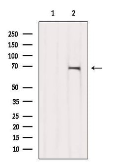 Invitrogen GPD2 Polyclonal Antibody 100 &mu;L; Unconjugated:Antibodies,