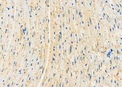 Invitrogen GSTM4 Polyclonal Antibody 100 &mu;L; Unconjugated:Antibodies,