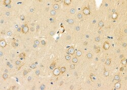 Invitrogen GSTM4 Polyclonal Antibody 100 &mu;L; Unconjugated:Antibodies,