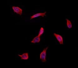 Invitrogen INSIG1 Polyclonal Antibody 100 &mu;L; Unconjugated:Antibodies,