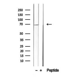 Invitrogen INSIG1 Polyclonal Antibody 100 &mu;L; Unconjugated:Antibodies,