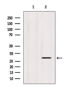 Invitrogen INSIG1 Polyclonal Antibody 100 &mu;L; Unconjugated:Antibodies,
